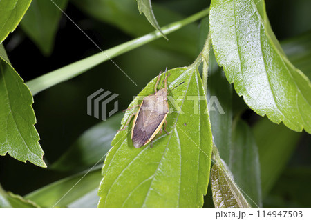 シロヘリカメムシ 114947503