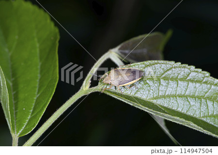 シロヘリカメムシ 114947504