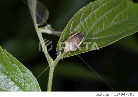 シロヘリカメムシ 114947505