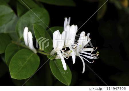 スイカズラ スイカズラ 114947506