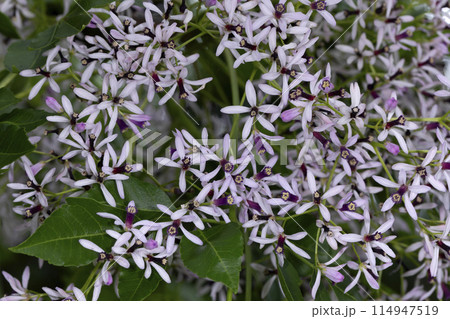 センダンの花 114947519