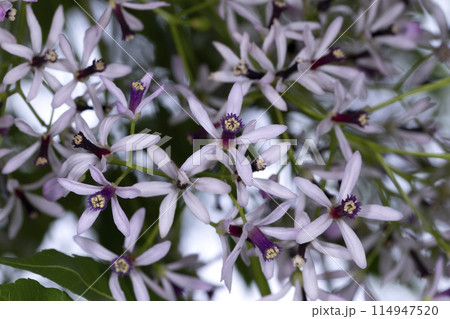 センダンの花 114947520