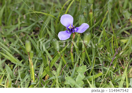 チリーアヤメ 114947542