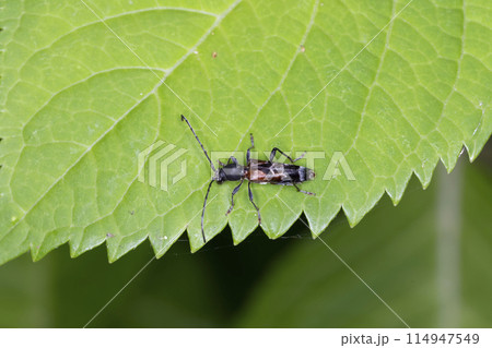 トガリバアカネトラカミキリ 114947549