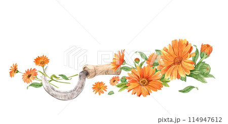 Vintage sickle for cutting herbs, orange calendula flowers. A tool for collecting medicinal plants. The concept of a home laboratory for the production of tea. Vintage sickle for cutting herbs, orange calendula flowers. A tool for collecting medicinal plants. The concept of a home laboratory for the production of tea. 114947612