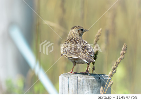 北海道の7月、初夏のヒバリ。 114947759