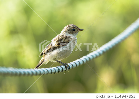 北海道の7月、ノビタキのヒナ。 114947853