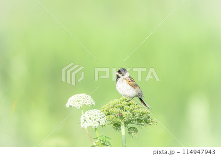 北海道の7月、初夏のオオジュリン。 114947943