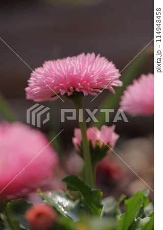 デージーの花 デージーの花 114948458