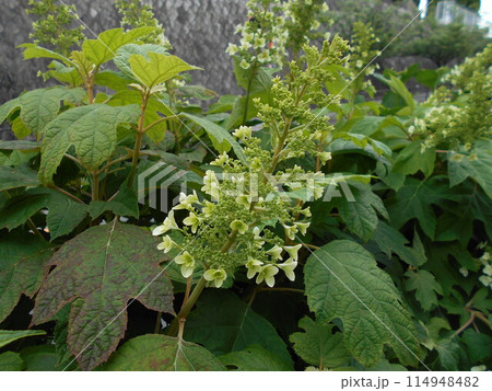 アジサイ 114948482