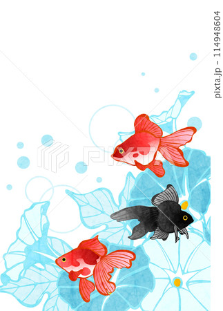 金魚、暑中見舞い、琉金、イラスト、和風、あさがお、夏、かわいい、縦 金魚、暑中見舞い、琉金、イラスト、和風、あさがお、夏、かわいい、縦 114948604