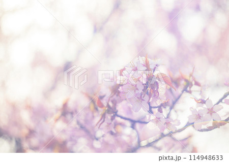 満開の桜(オールドレンズ撮影) 満開の桜(オールドレンズ撮影) 114948633