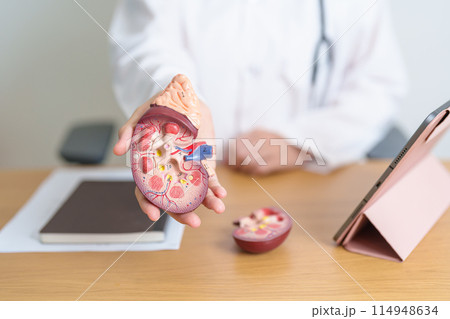 Doctor with Kidney Adrenal gland anatomy model and tablet. disease of Urinary system and Stones, Cancer, world kidney day, Chronic kidney, Urology, Nephritis, Renal, Transplant and health 114948634