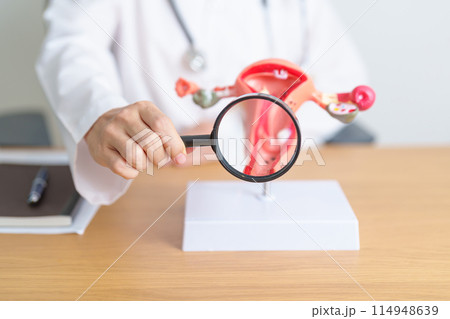 Doctor with Uterus and Ovaries anatomy model and magnifying glass. Ovarian and Cervical cancer, Cervix disorder, Endometriosis, Hysterectomy, Uterine fibroids, Reproductive system, Pregnancy 114948639