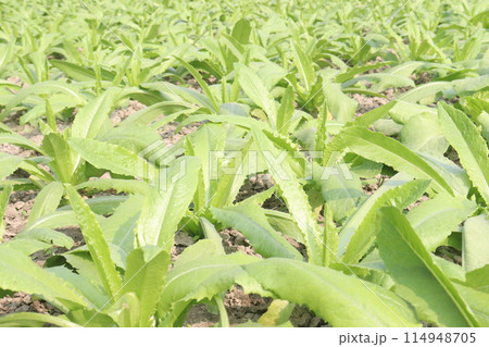 Culantro plant on farm for harvest are cash crops 114948705