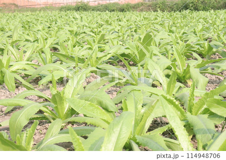 Culantro plant on farm for harvest are cash crops 114948706