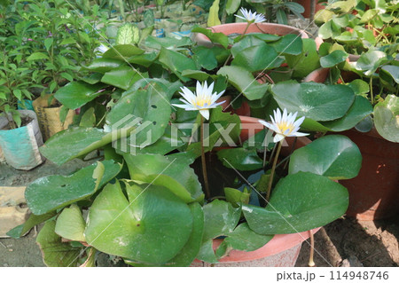 Pygmy water lily on pot with water in nursery Pygmy water lily on pot with water in nursery 114948746
