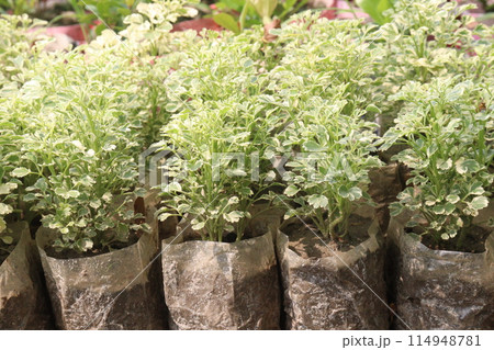 Polyscias fruticosa plant on nursery Polyscias fruticosa plant on nursery 114948781