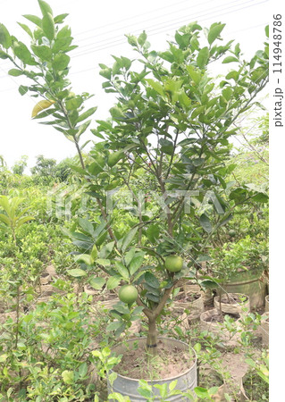 Pomelo on plant in farm for harvest 114948786