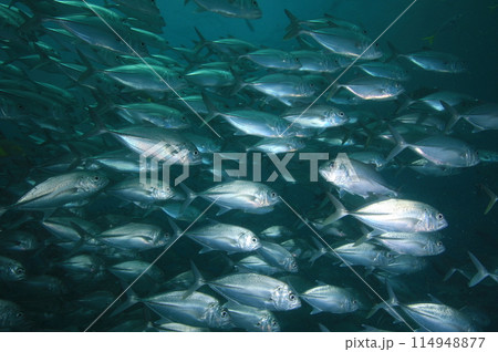 アジの大群 アジの大群 114948877