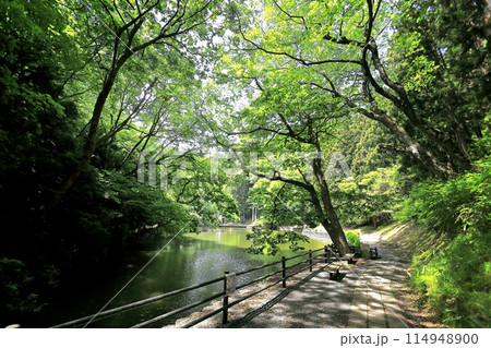 新緑の善宝寺 新緑の善宝寺 114948900