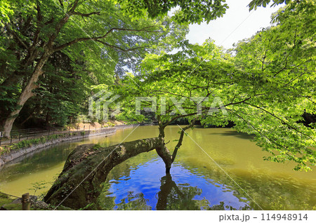新緑の善宝寺 新緑の善宝寺 114948914