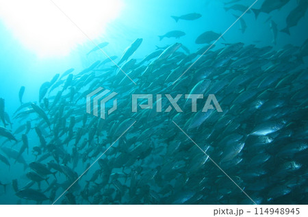 アジの大群 114948945
