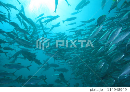 アジの大群 114948949