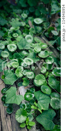 Tropical green aquatic plants background 114948954