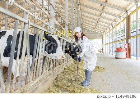 牧場で働く人々　酪農家 114949186