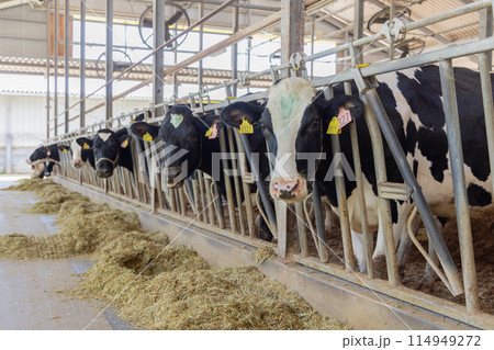 牧場 牛 酪農 牧場 牛 酪農 114949272