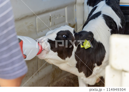 子牛 哺乳瓶 酪農 子牛 哺乳瓶 酪農 114949304