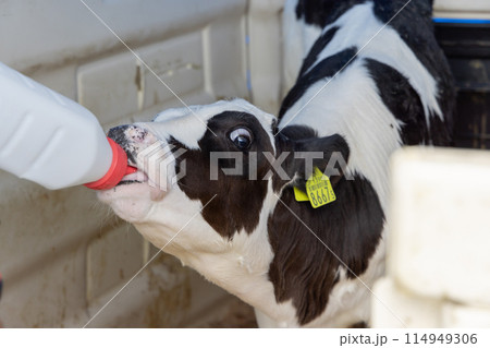 子牛 哺乳瓶 酪農 子牛 哺乳瓶 酪農 114949306