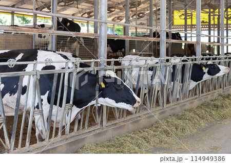 牧場 牛 酪農 牧場 牛 酪農 114949386