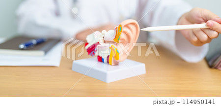 Doctor with human Ear anatomy model. Ear disease, Atresia, Otitis Media, Pertorated Eardrum, Meniere syndrome, otolaryngologist, Ageing Hearing Loss, Schwannoma and Health 114950141