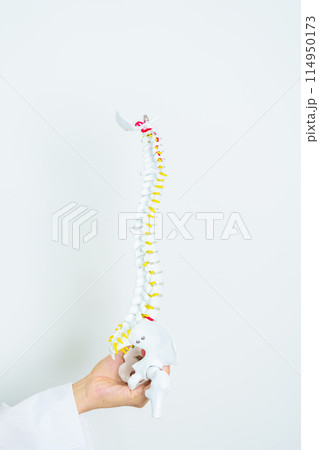 Doctor with human Spine anatomy model. Spinal Cord Disorder and disease, Back pain, Lumbar, Sacral pelvis, Cervical neck, Thoracic, Coccyx, Orthopedist, chiropractic, Office Syndrome and health Doctor with human Spine anatomy model. Spinal Cord Disorder and disease, Back pain, Lumbar, Sacral pelvis, Cervical neck, Thoracic, Coccyx, Orthopedist, chiropractic, Office Syndrome and health 114950173