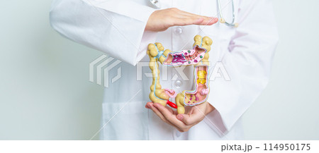 Doctor with human Colon anatomy model. Colonic disease, Large Intestine, Colorectal cancer, Ulcerative colitis, Diverticulitis, Irritable bowel syndrome, Digestive system and Health concept Doctor with human Colon anatomy model. Colonic disease, Large Intestine, Colorectal cancer, Ulcerative colitis, Diverticulitis, Irritable bowel syndrome, Digestive system and Health concept 114950175