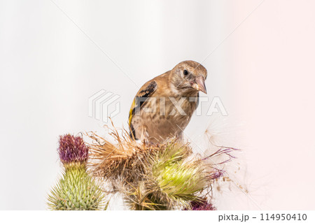 European goldfinch with juvenile plumage, feeding on the seeds of thistles. Carduelis carduelis. 114950410