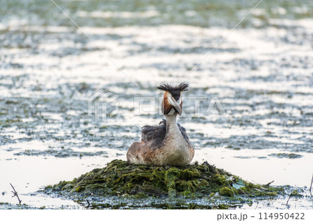 Great Crested Grebe, Podiceps cristatus, water bird sitting on the nest, nesting time on the green lake 114950422