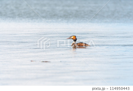 The waterfowl bird Great Crested Grebe swimming in the calm lake 114950443
