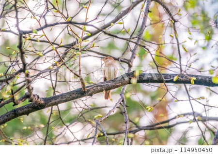 Thrush Nightingale, Luscinia luscinia. A bird sits on a tree branch and sings 114950450