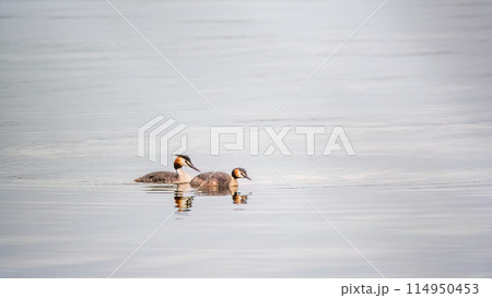 Two Great Crested Grebes swim in the lake 114950453