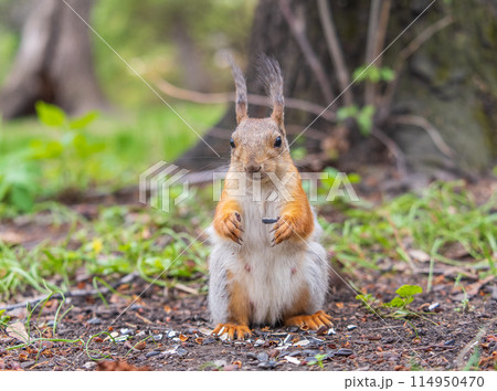 Squirrel eats a nut while sitting in green grass. Eurasian red squirrel, Sciurus vulgaris 114950470