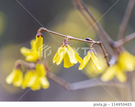 Forsythia. Blooming forsythia bush. Yellow flower on a branch of forsythia. Forsythia. Blooming forsythia bush. Yellow flower on a branch of forsythia. 114950483