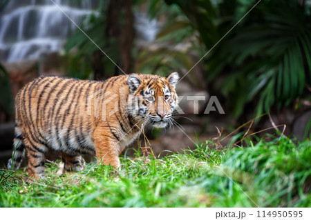 Tiger cub in the wild. Baby animal in green grass on waterfall background Tiger cub in the wild. Baby animal in green grass on waterfall background 114950595