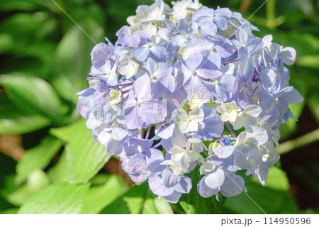 薄紫色の紫陽花 114950596