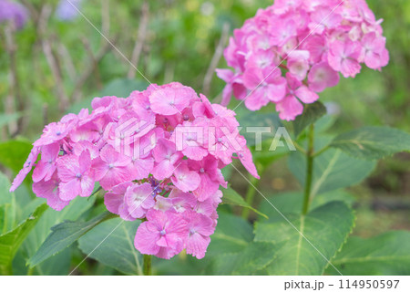 美しいピンクの紫陽花 114950597
