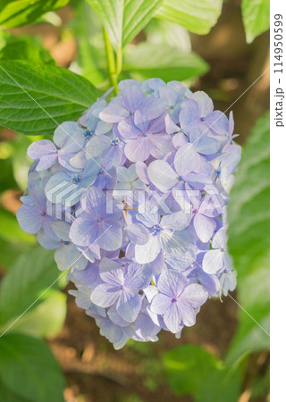 薄紫色の紫陽花 薄紫色の紫陽花 114950599