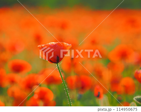 美しいポピーの花 美しいポピーの花 114950675
