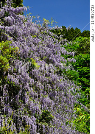 山藤の花のある風景 114950738